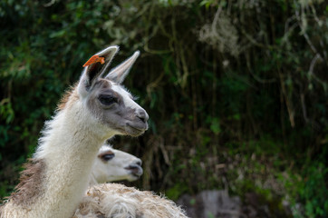 alpaca with orange tag