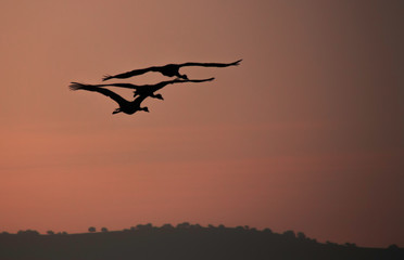 silhouette of birds flying in the sky at sunset