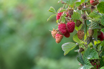 Close up of red raspberries ready to harvest on a rural farm, Pacific Northwest, USA