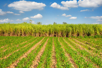 Sugarcane and corn