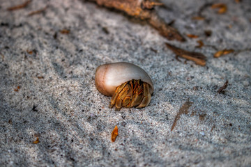 Dieses einzigartige Foto zeigt einen kleinen Einsiedlerkrebs im Sand auf einer Insel der Malediven, wo die Natur noch intakt ist