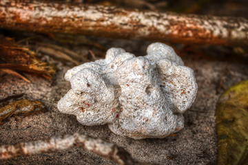Dieses einzigartige Foto zeigt eine weiße Koralle auf einem Baum, der künstlerisch dargestellt wird. Dieses Bild wurde auf den Malediven aufgenommen