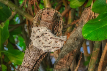 Dieses einzigartige Foto zeigt eine weiße Koralle auf einem Baum, der künstlerisch dargestellt wird. Dieses Bild wurde auf den Malediven aufgenommen
