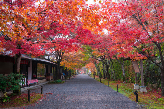 34 Best 京都大原三千院 Images Stock Photos Vectors Adobe Stock 34 Best 京都大原三千院 Images Stock Photos Vectors Adobe Stock
