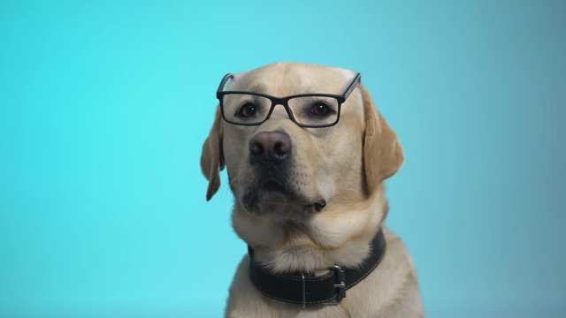 Funny pedigreed dog in eyeglasses posing on camera, smart housepet, advertising