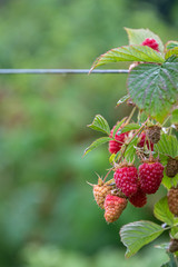 Close up of red raspberries ready to harvest on a rural farm, with wire to hold up plants, Pacific Northwest, USA