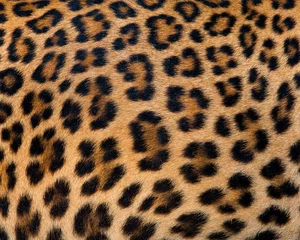  Tiger © ake