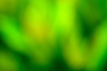 Background image, blurred green background Natural beauty