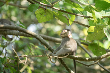 A baby monkey or gibbon is climbing on tree in the forest, he seem to be very funny. Animal and wildlife photo. Selected focus on animal face. 