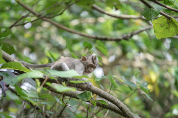 A baby monkey or gibbon is climbing on tree in the forest, he seem to be very funny. Animal and wildlife photo. Selected focus on animal face. 