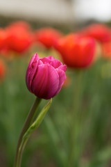 Blooming Tulip