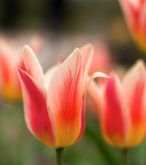 Naklejka premium Blooming Tulip
