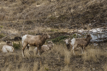 Bighorn female sheep or ewe Ovis canadensis big Mammal in the foresr east of british columbia canada.