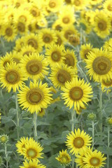 Obraz premium ひまわり畑