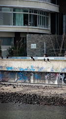 aves carroñeras en piscina deshabilitada