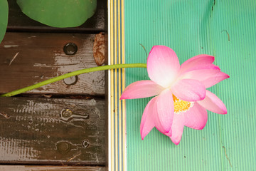 Lotus plants in summer