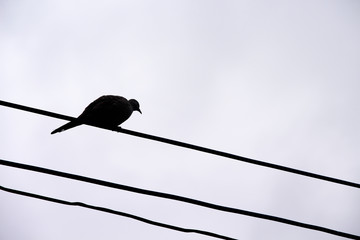 Single silhouette  pigeons bird pigeons bird  standing on electric wires and the sky’s overcast white background