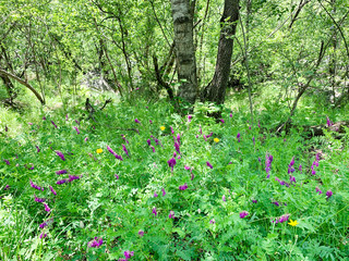 Russia, North Ossetia. Tsey gorge in sunny June day. Mixed forest along the ecological trail to the...