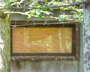 Boarded up broken window of old dilapidated shed in the woods of Northern Wisconsin