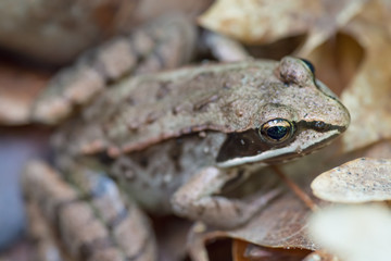 Closeup of a Wood Frog in Northern Wisconsin
