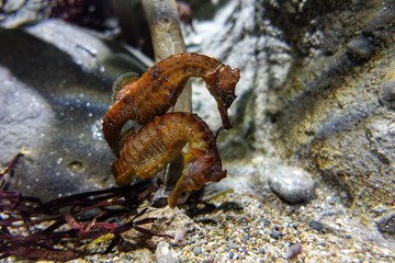 Sea horses