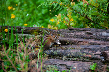 Uinta chipmunk
