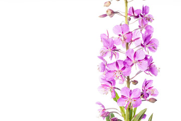 Beautiful Fireweed Flowers with Copy-Space