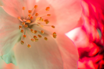 Neon colored fresh pale transparent jasmine flower macro Close-up. Bright iridescent holographic foil background. Multicolor trendy backdrop. Copy space. Soft focus, blurred. Light distortion effect