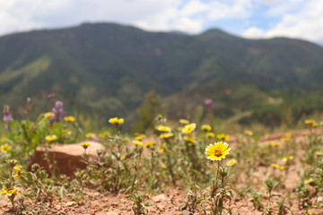 Desert Flowers in mountain range