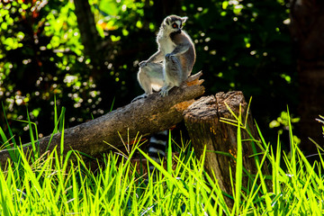 Lemur