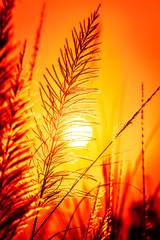 Beautiful scenery silhouette of grass flowers and sunset atmosphere  M