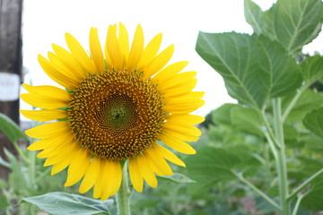 Obraz premium Sunflower