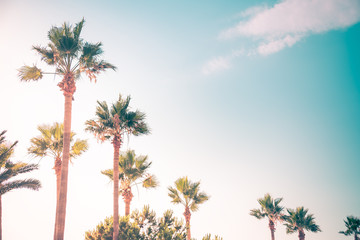 Palm trees uder the rays of the summer sun.