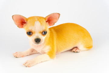 Chihuahua puppy little dog isolated on white background