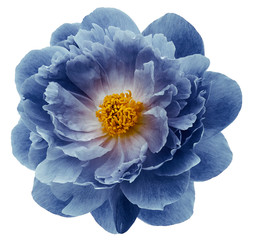 blue peony flower isolated on  a white  background with clipping path  no shadows. Closeup.  Nature. - obrazy, fototapety, plakaty