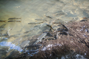 Natural Mahseer barb fish in the water at Pa La-U Waterfall in Prachuap Khiri Khan province