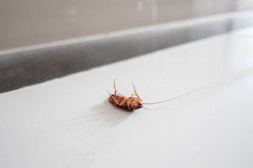 Big cockroach dead on the floor.