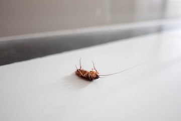 Big cockroach dead on the floor.