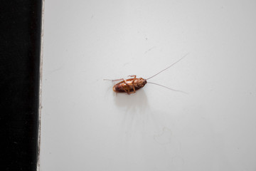 Big cockroach dead on the floor.