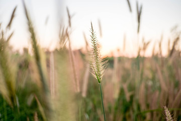 Mission Grass,Feather Pennisetum,Thin Napier Grass or Poaceae Grass Flowers on sunset light and orange clouds background.