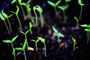 Green sprout growing from seed close up to organic vegetables