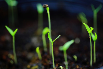 Green sprout growing from seed close up to organic vegetables