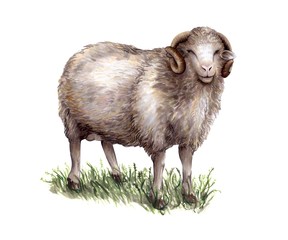 Sheep breeding. Color sketch on white background