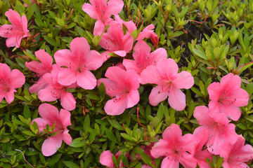  ピンクのツツジ