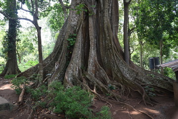Periyar Lake and forest,Thekkady,  Kerala