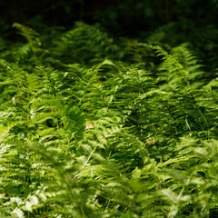 Ferns in the forest from the reserve. Green leaves of ferns.