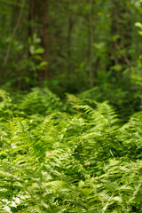 Ferns in the forest from the reserve. Green leaves of ferns.