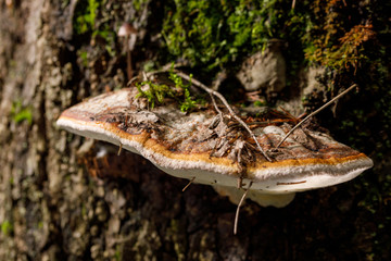 Fungi a tinder. Chaga Mushroom on the tree.Large tree mushrooms grew on the trunk of a tree covered with moss.