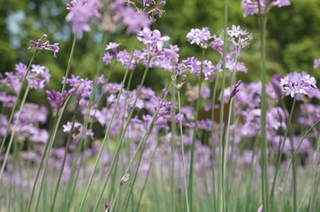 violet wildflowers and blossom in mountainous country