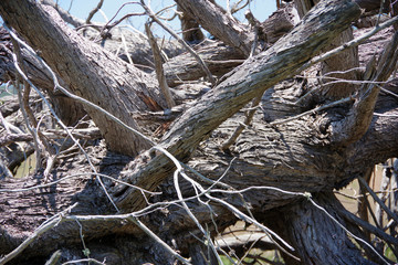 Dead fallen tree with trunk and branches piled up